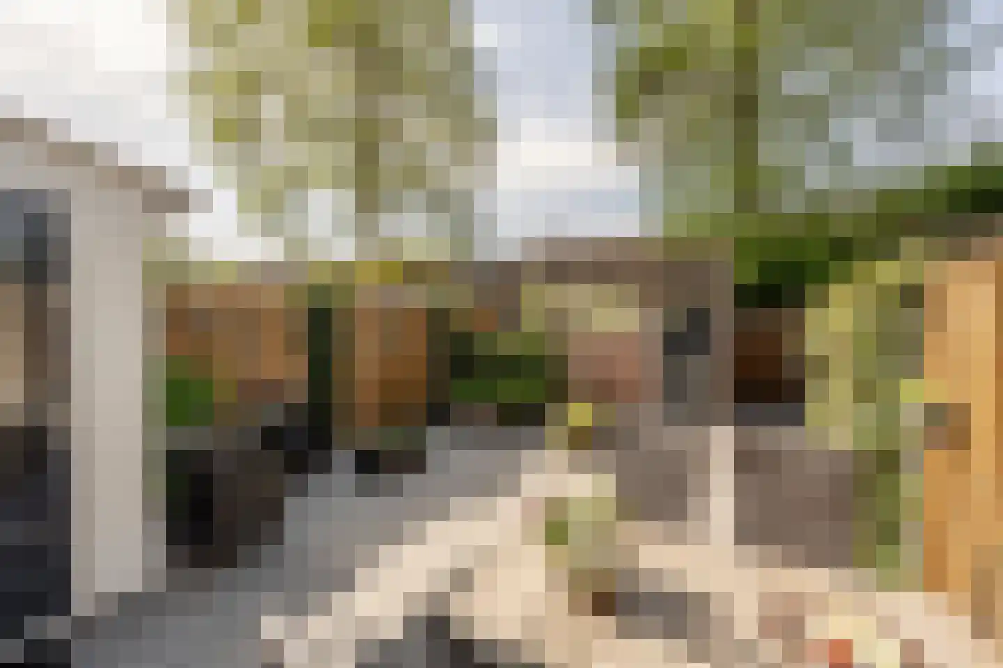 Fazant 24 Maasdam thumbnail 11