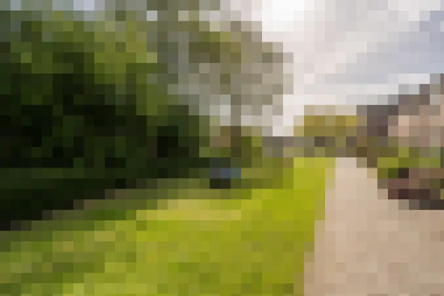 Fazant 24 Maasdam thumbnail 27