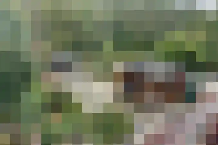 Fazant 25 Maasdam foto 3