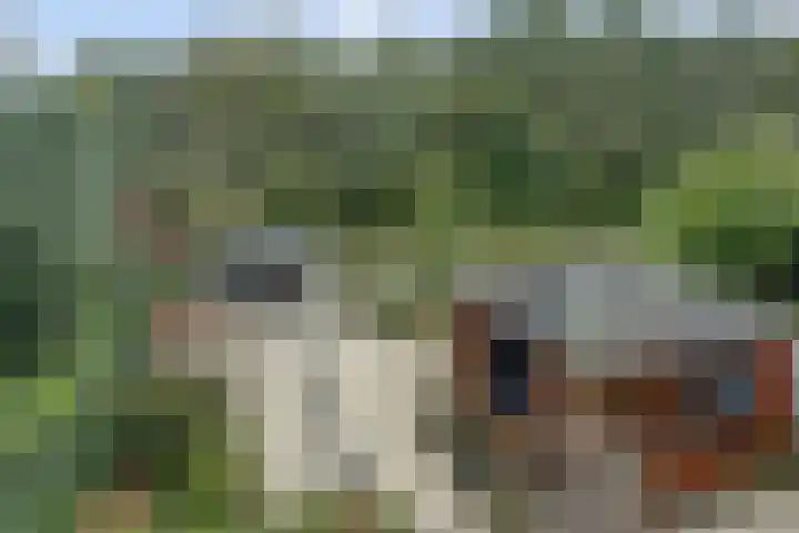 Fazant 25 Maasdam thumbnail 30