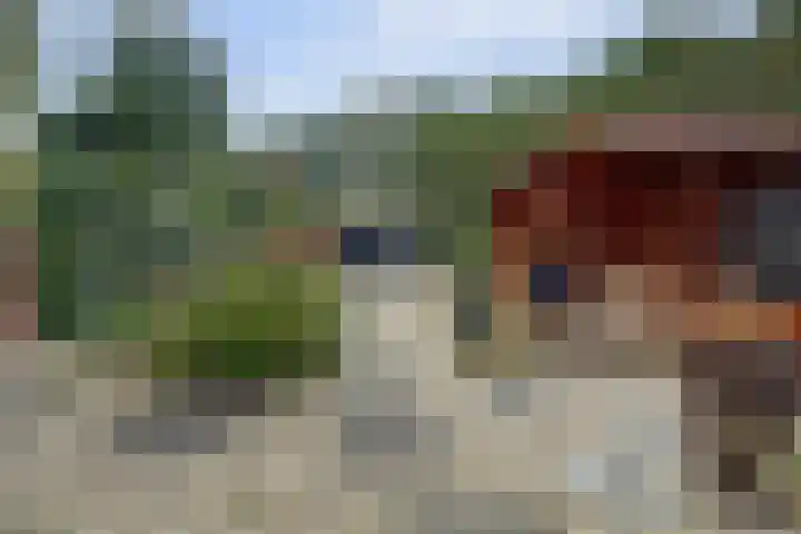 Fazant 25 Maasdam thumbnail 31