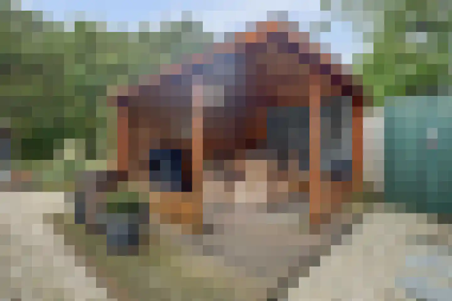Fazant 25 Maasdam thumbnail 32