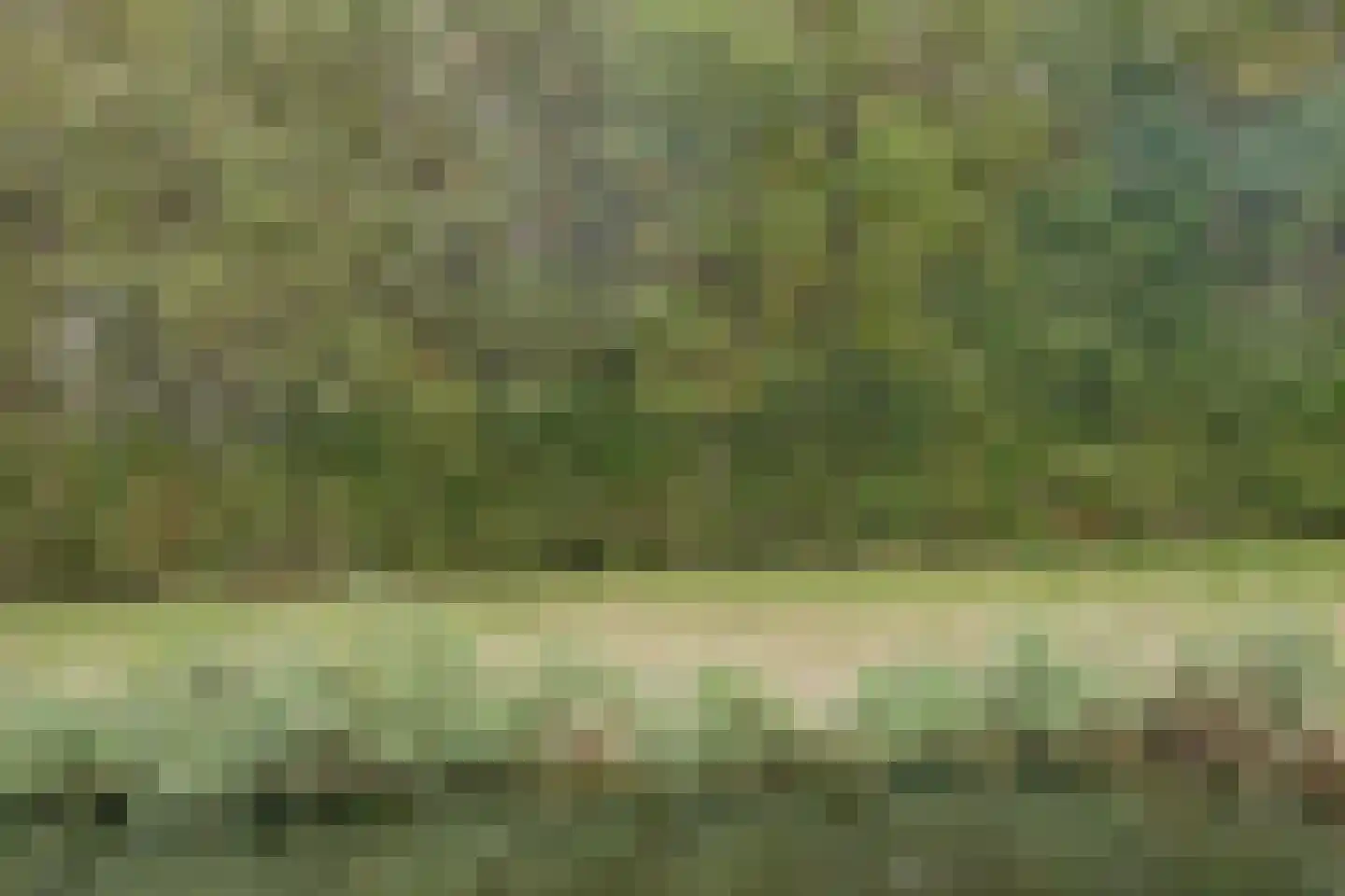 Fazant 25 Maasdam thumbnail 36