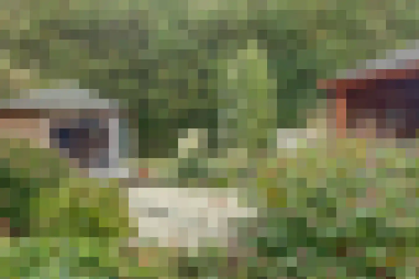 Fazant 25 Maasdam thumbnail 37