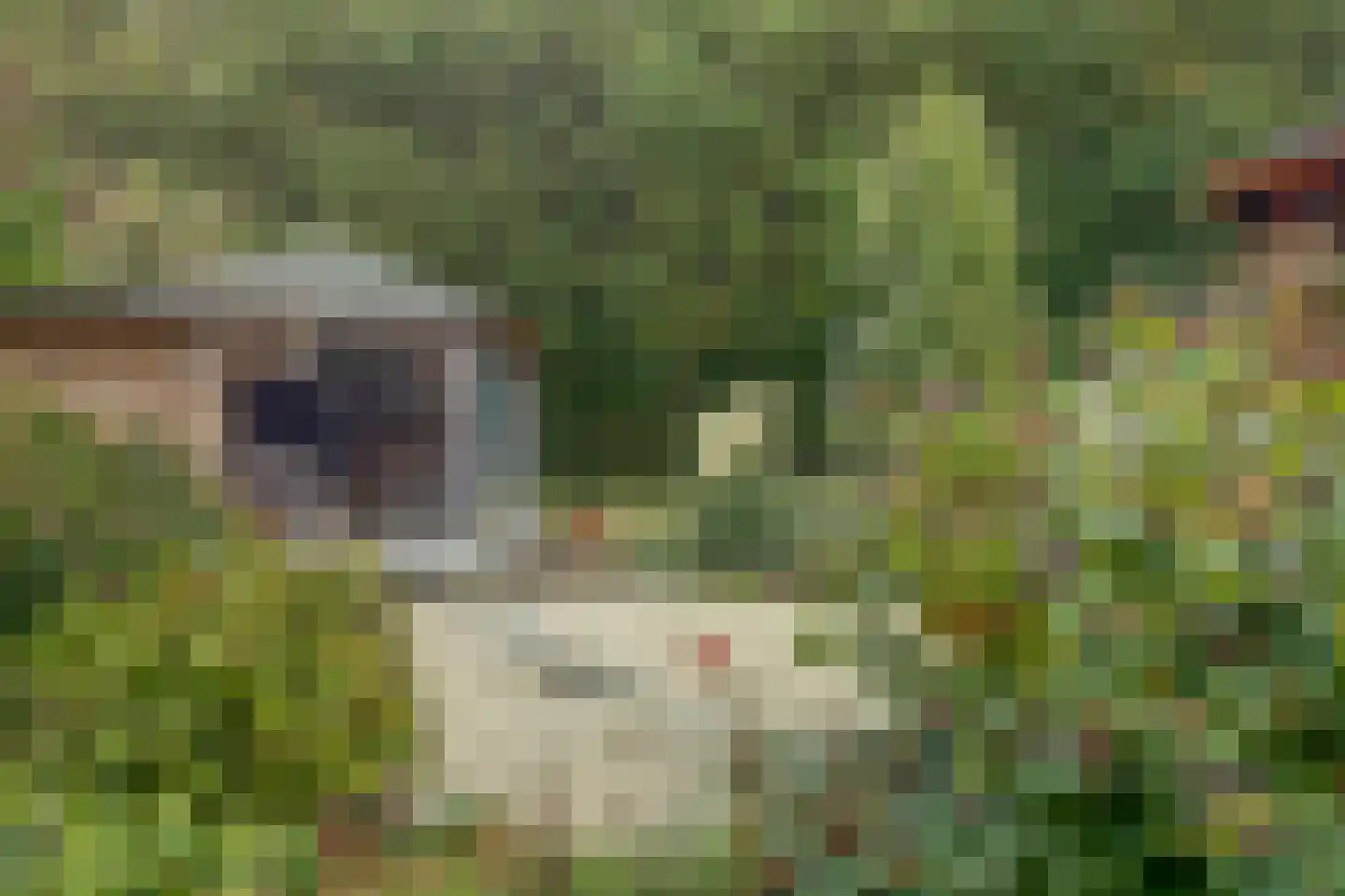 Fazant 25 Maasdam thumbnail 38