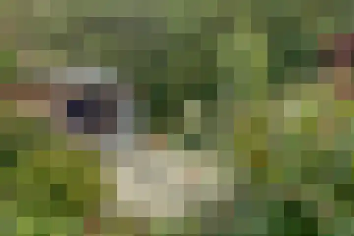 Fazant 25 Maasdam thumbnail 38