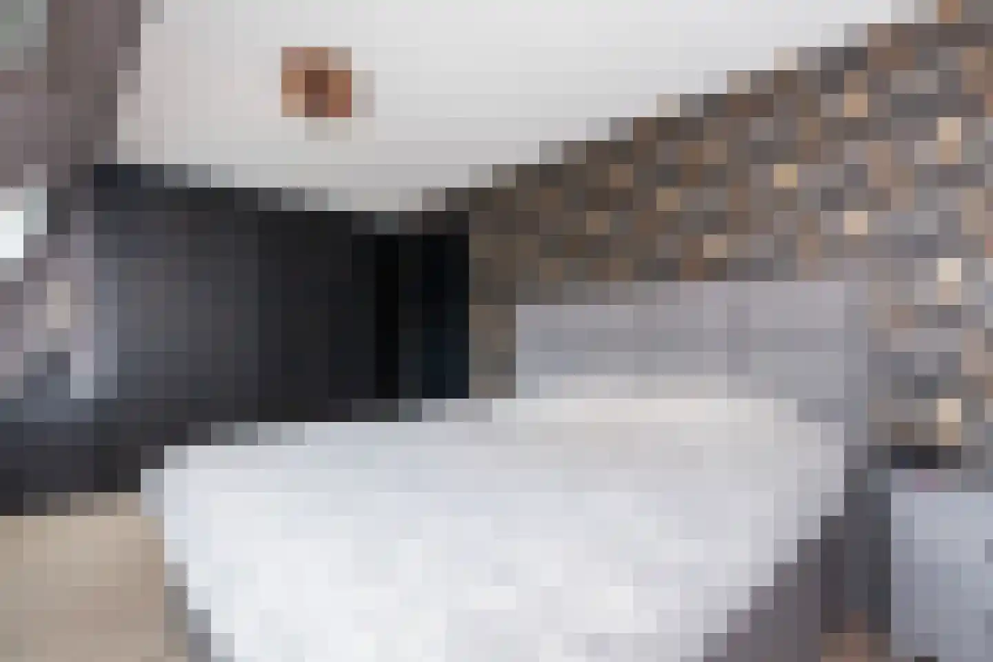 Fazant 44 Ridderkerk thumbnail 18