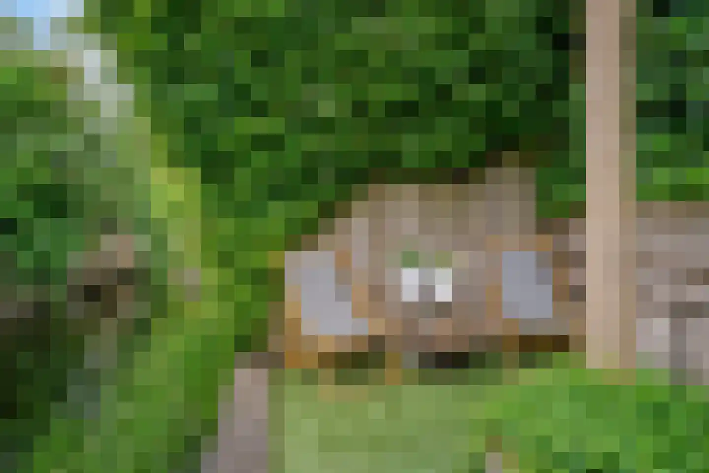 Fazant 5 Leimuiden thumbnail 32