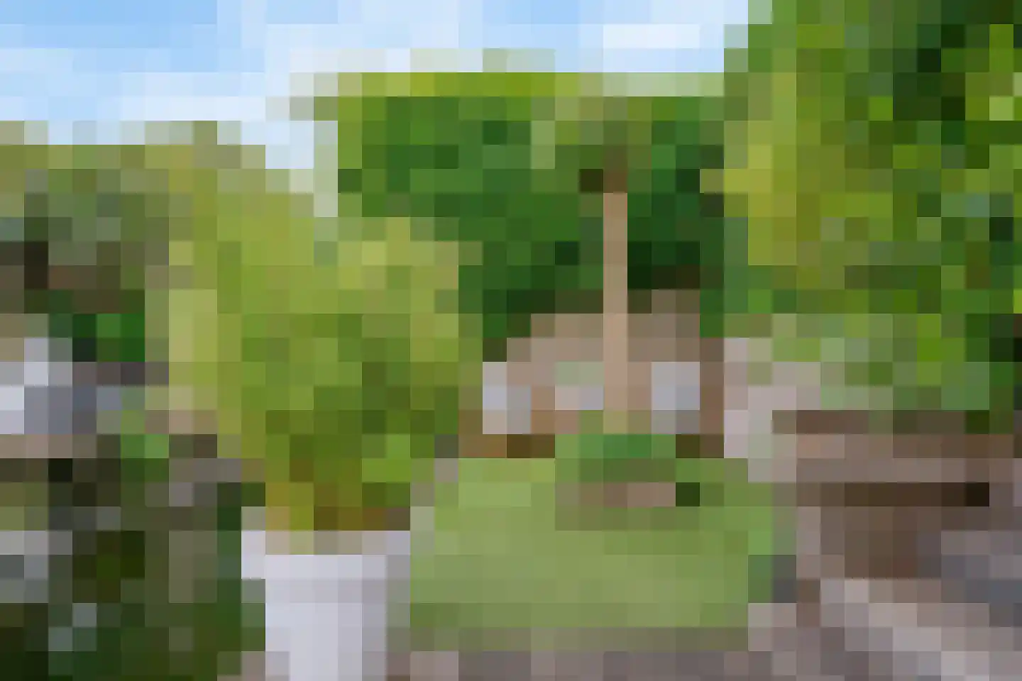 Fazant 5 Leimuiden thumbnail 5