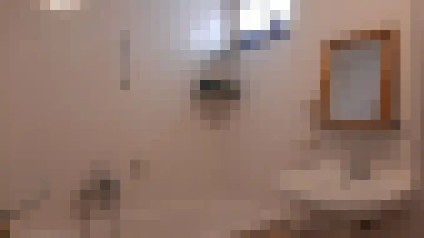 Fazant 6 Sibculo thumbnail 12