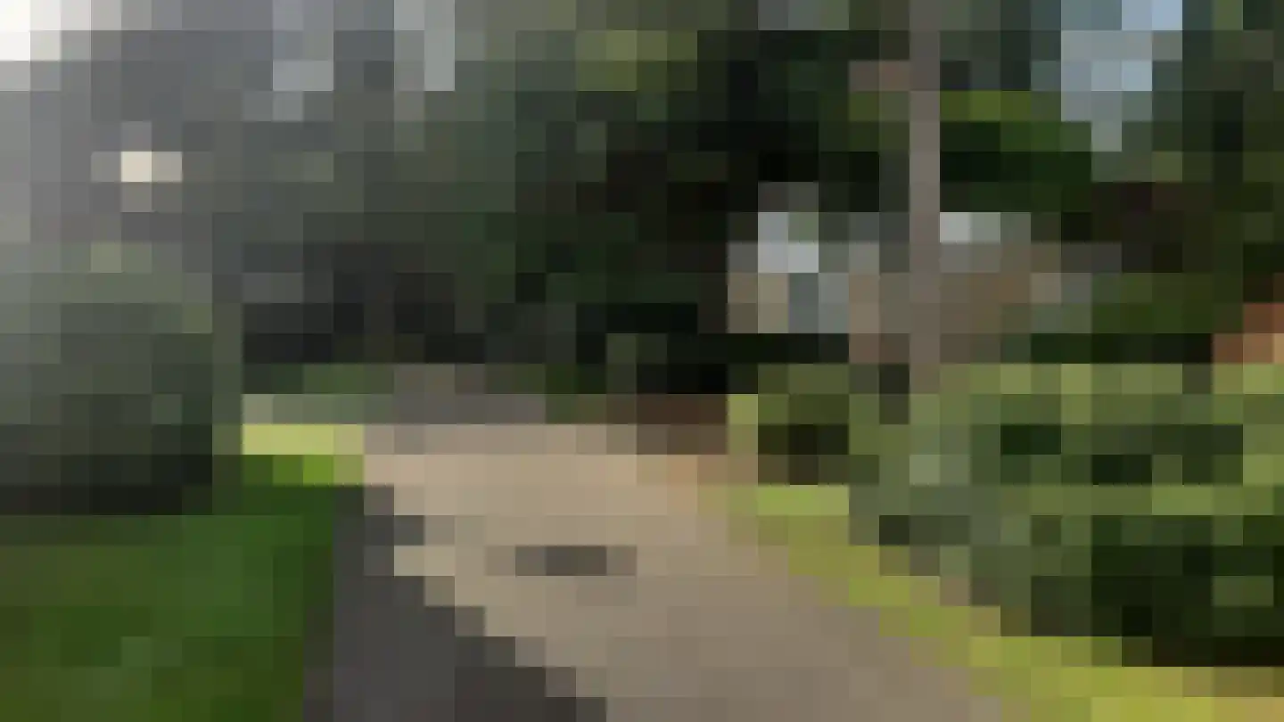 Fazant 6 Sibculo thumbnail 19