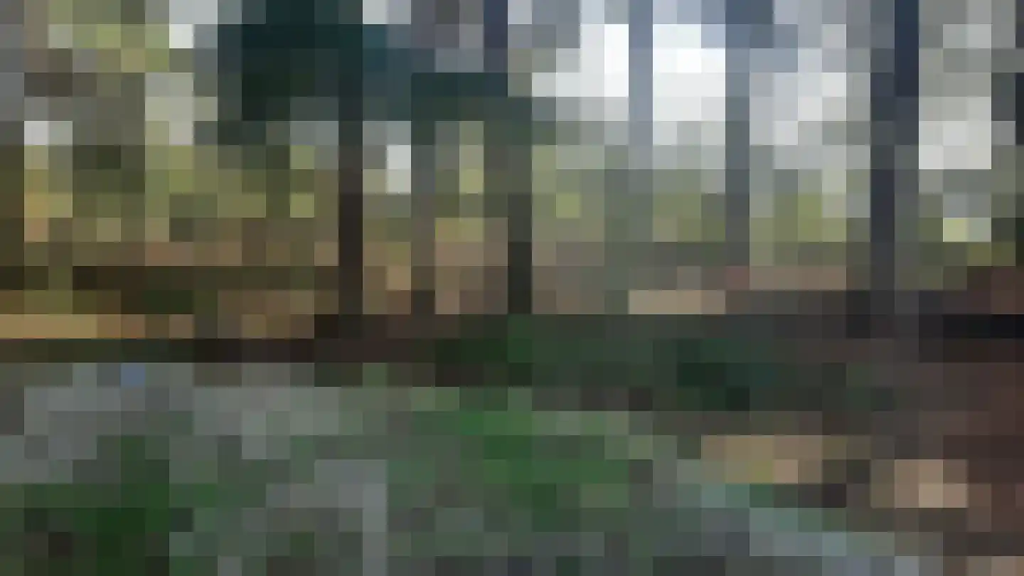 Fazant 6 Sibculo thumbnail 6