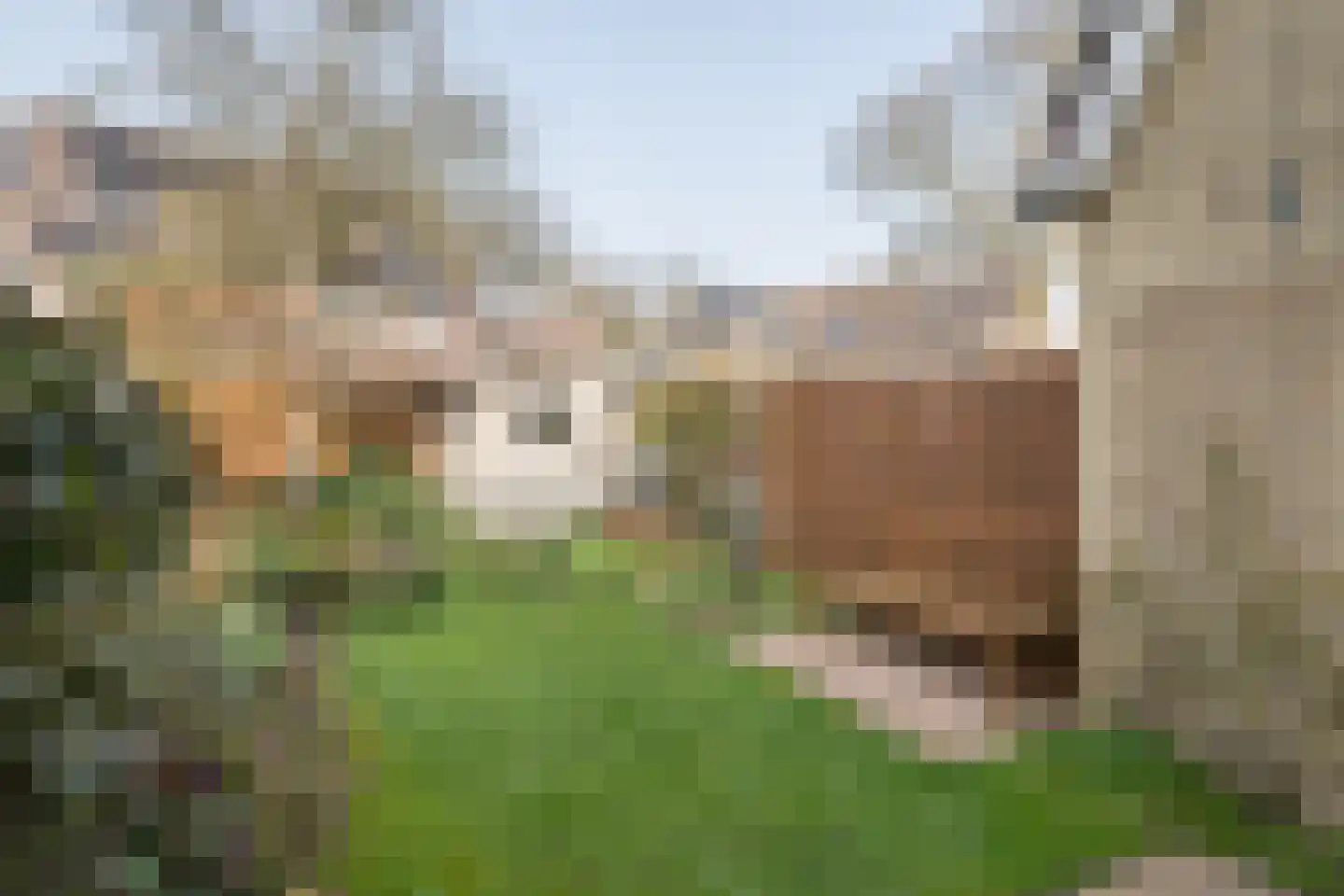 Fazant 64 Ridderkerk thumbnail 6