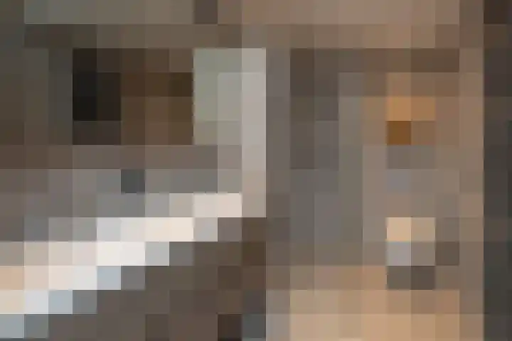 Fazant 68 Ridderkerk thumbnail 21