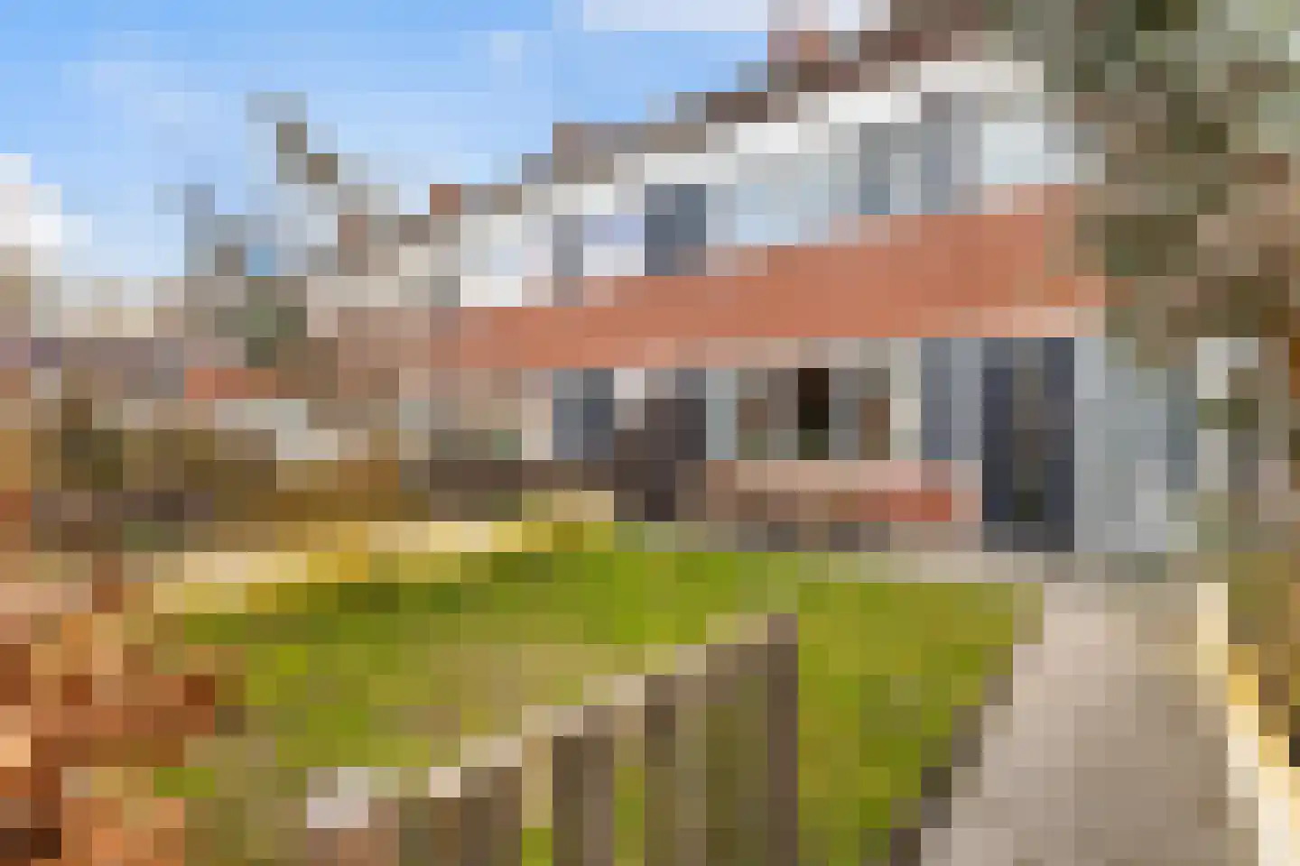 Fazant 8 in Dokkum
