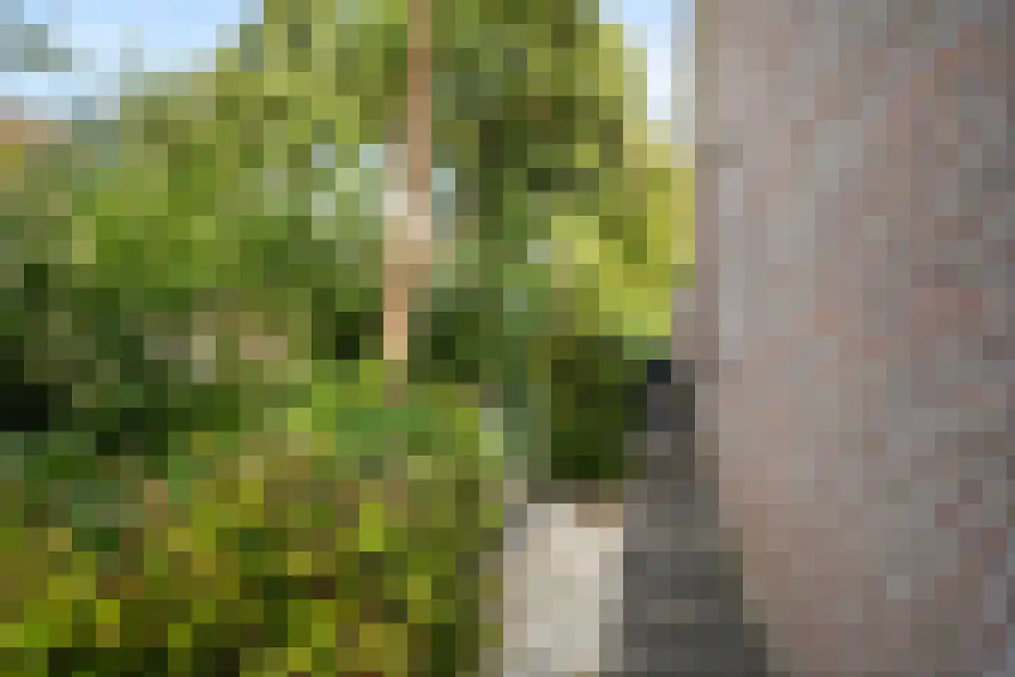 Fazant 9 Barendrecht thumbnail 31