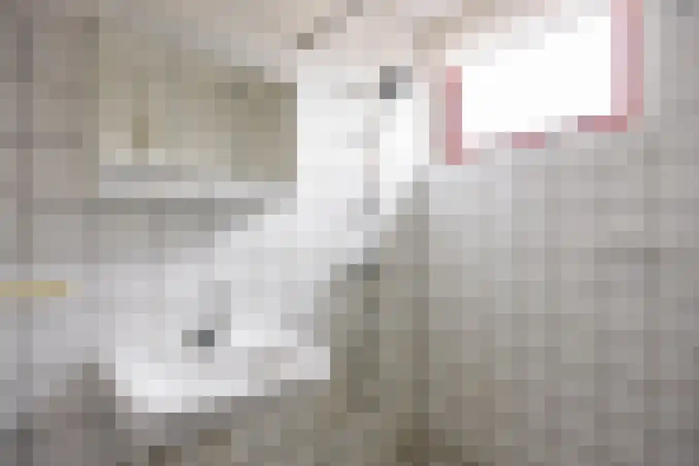 Fazant 9 Grijpskerk thumbnail 33