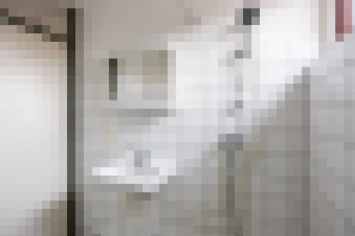 Fazant 9 Grijpskerk thumbnail 34
