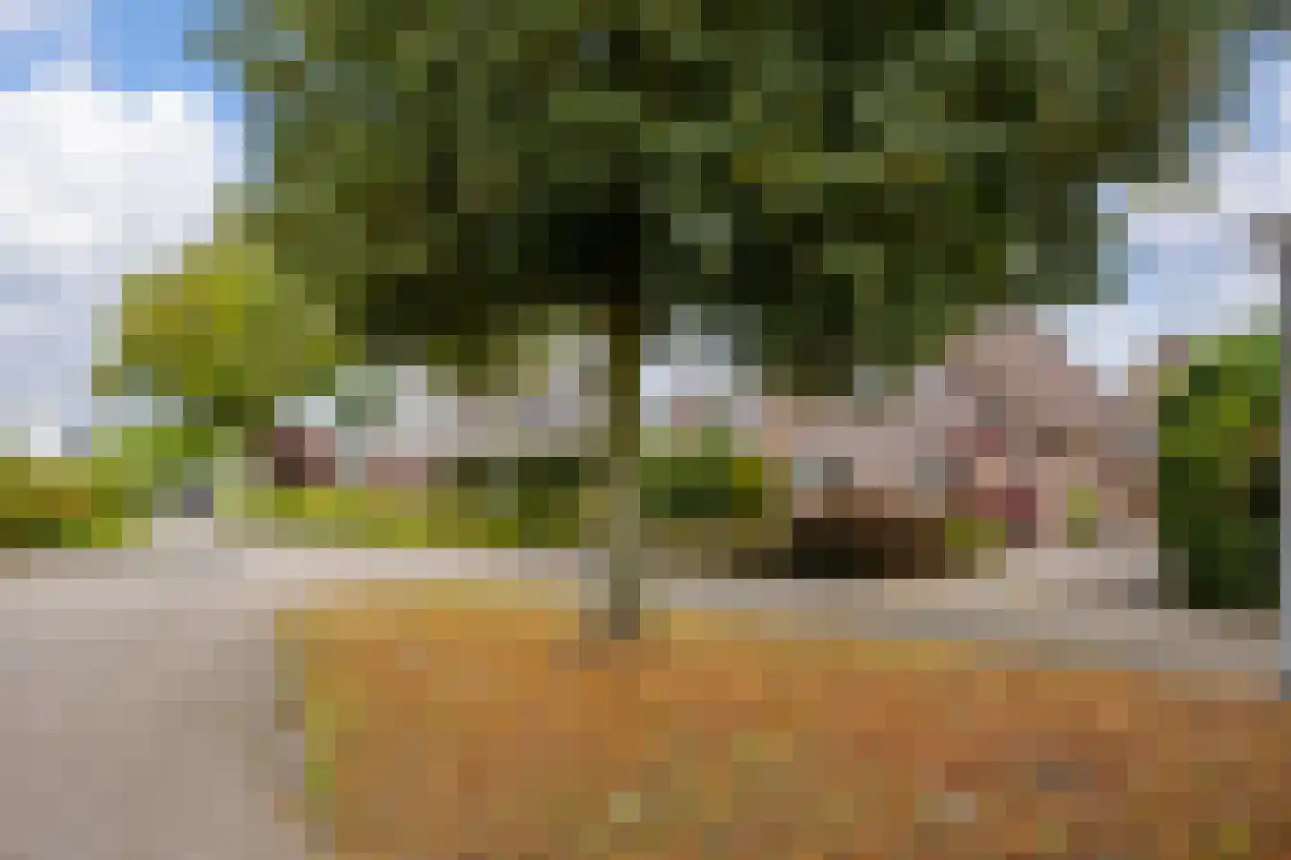 Fazant 9 Raalte foto 2