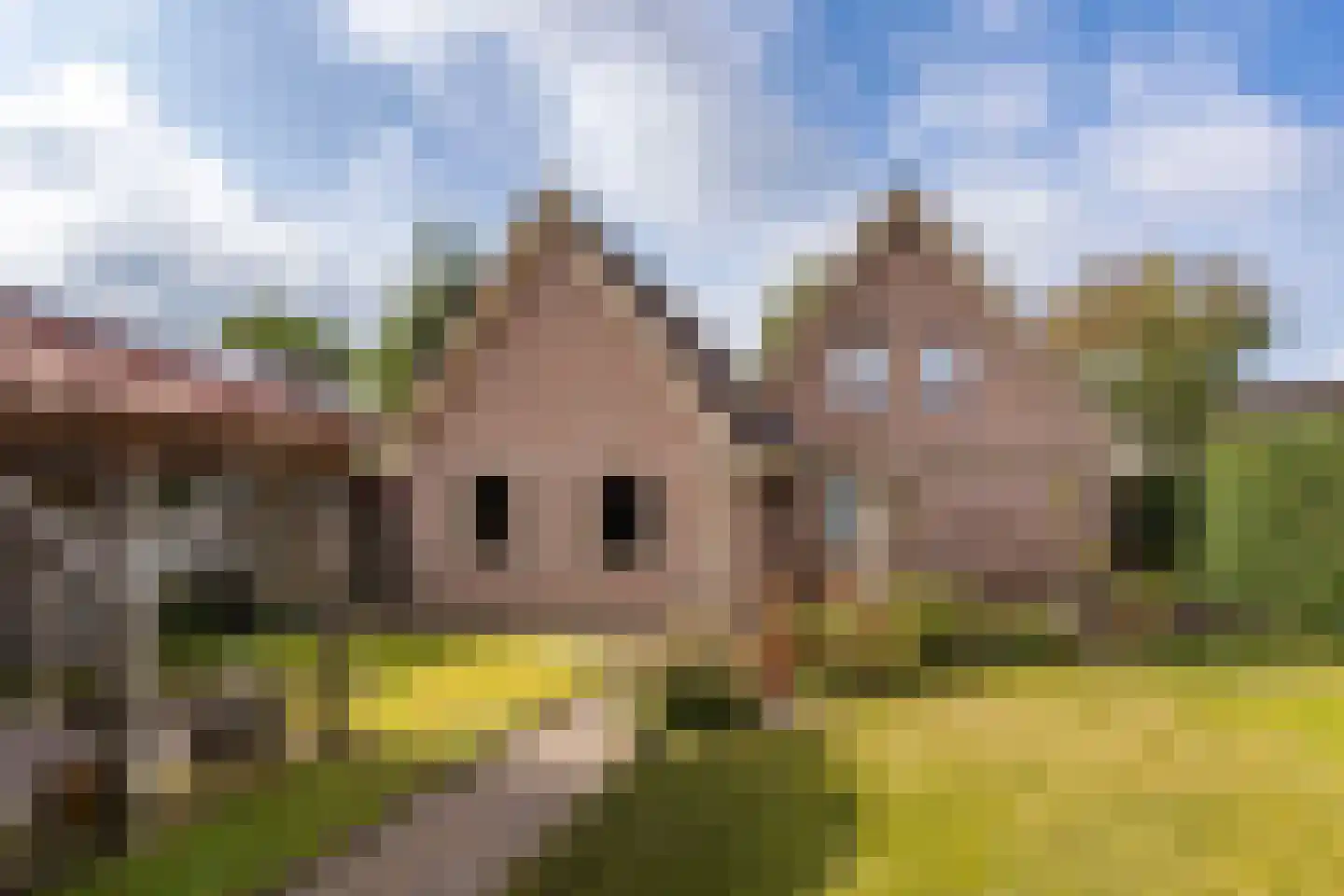 Fazant 9 Raalte thumbnail 24