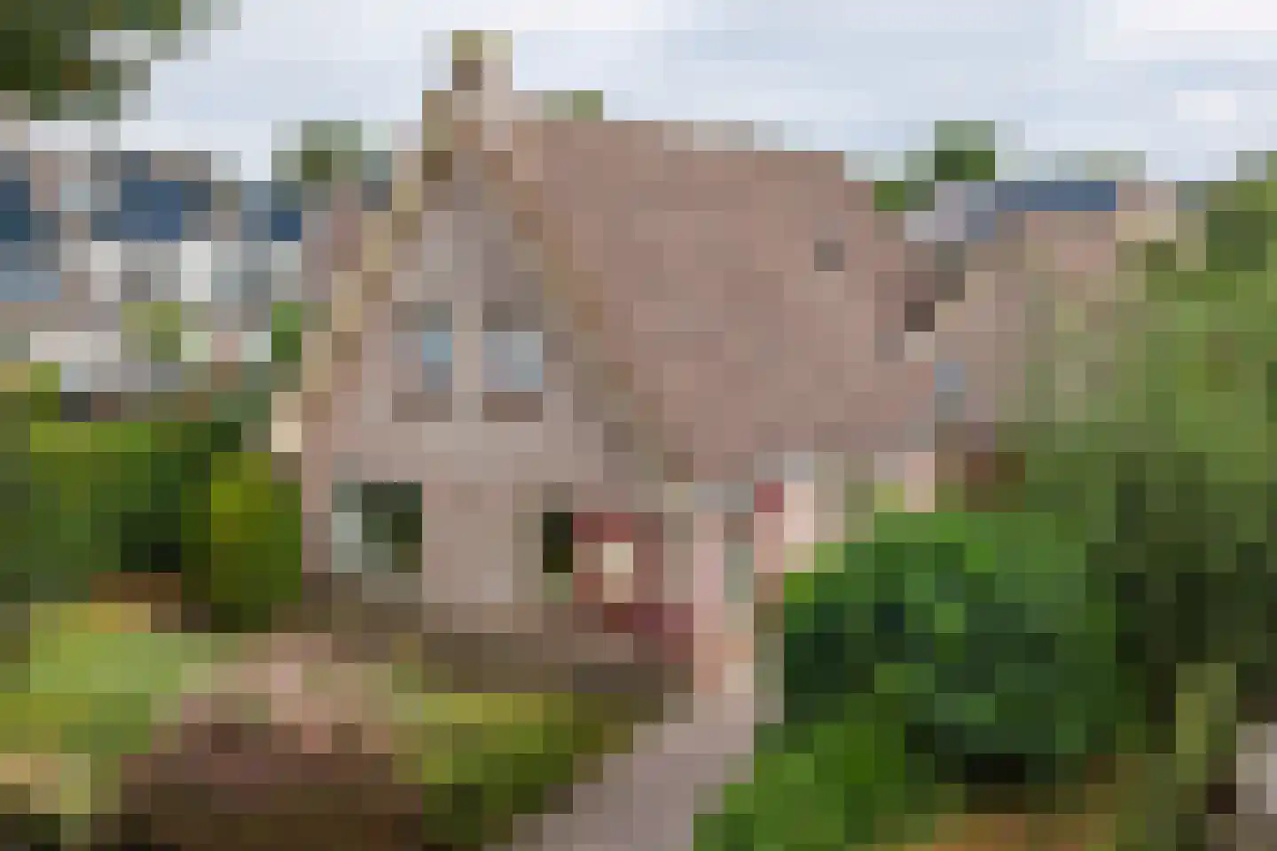 Fazant 9 Raalte thumbnail 28