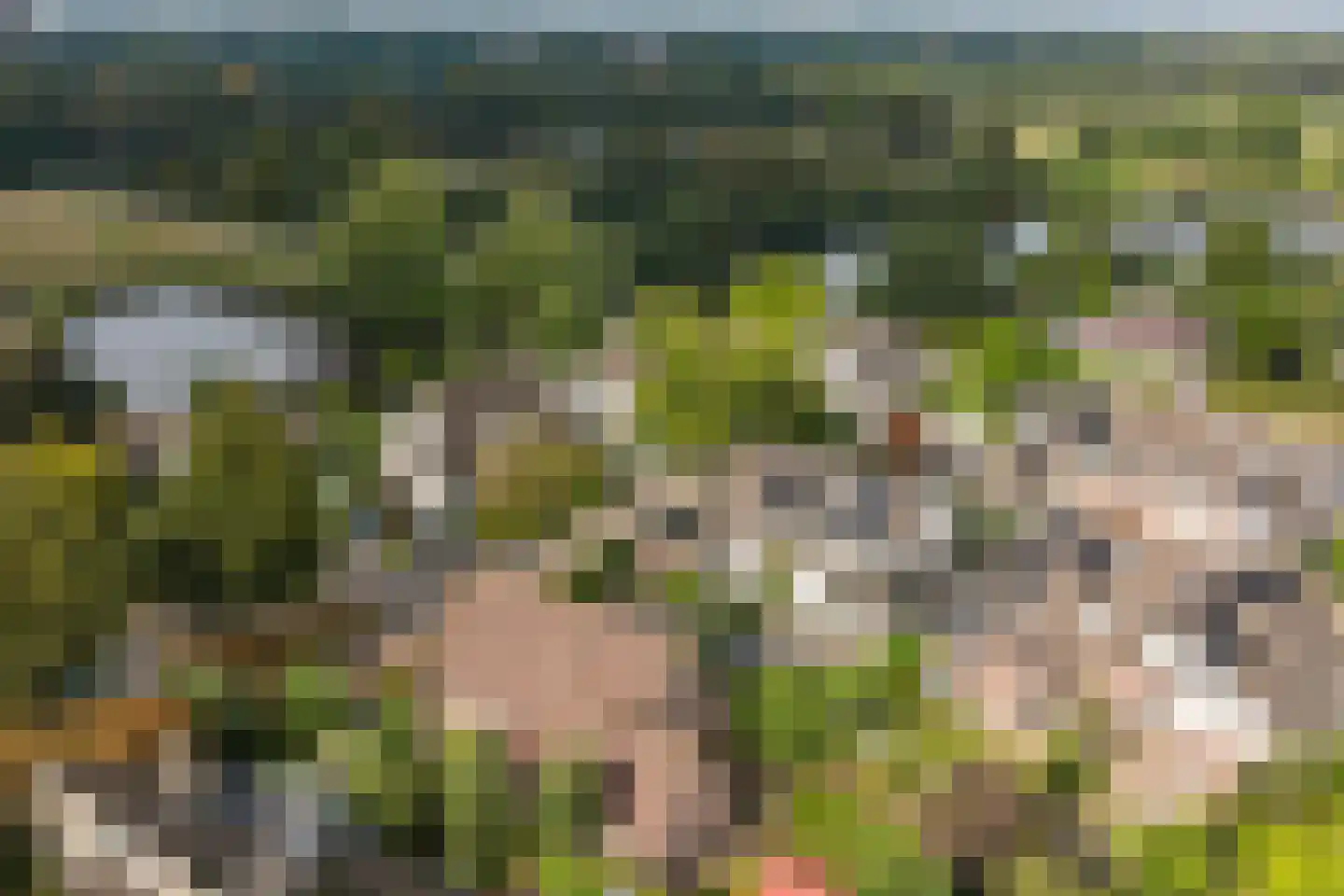 Fazant 9 Raalte thumbnail 30