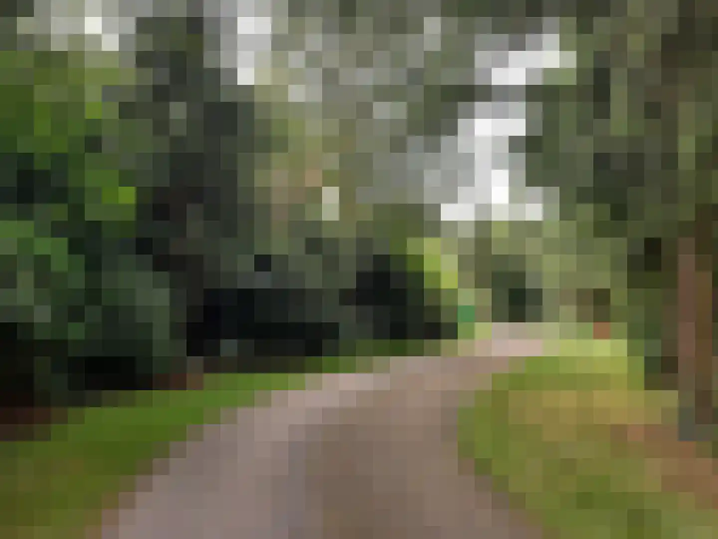 Fazant Sibculo foto 2