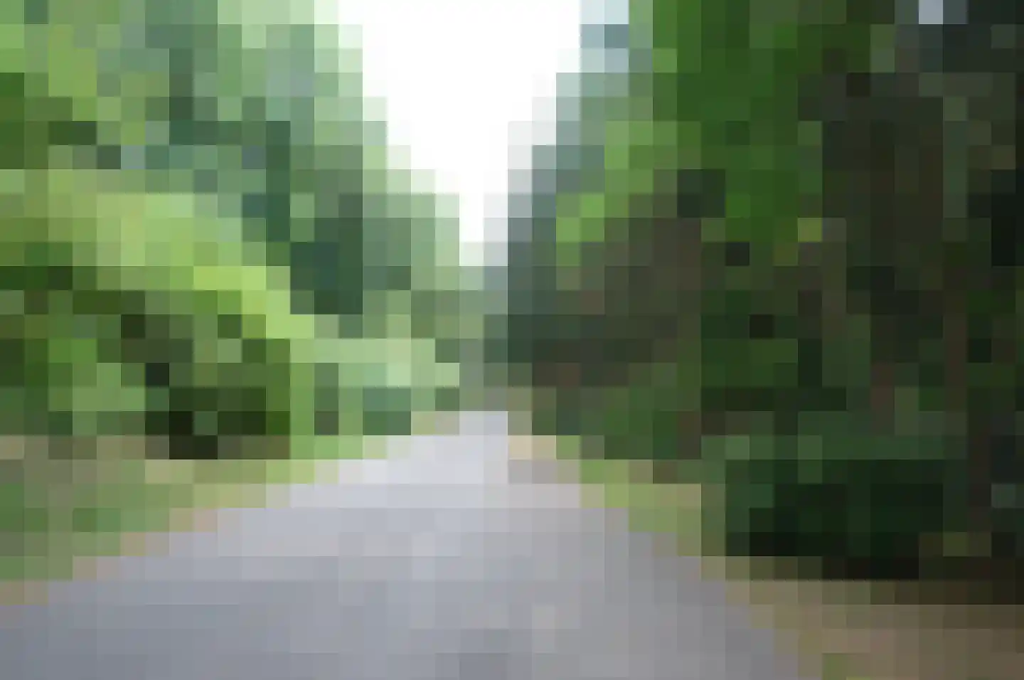 Fazant Sibculo thumbnail 4