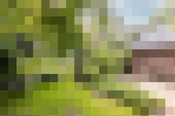 Fazantbos 10 Helvoirt thumbnail 25