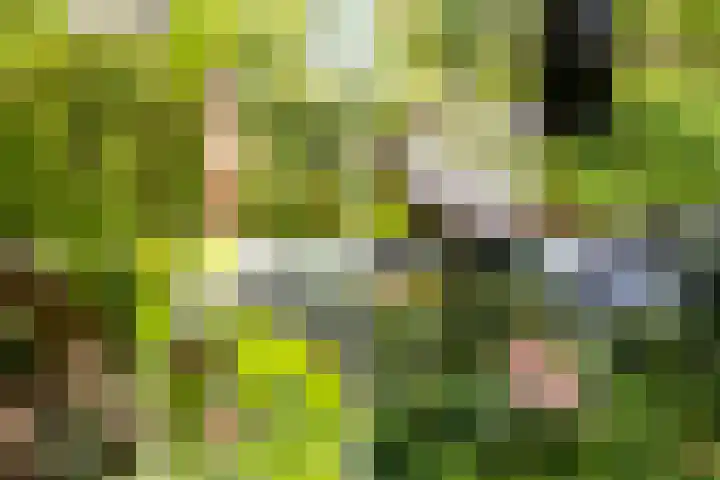 Fazantbos 10 Helvoirt thumbnail 29