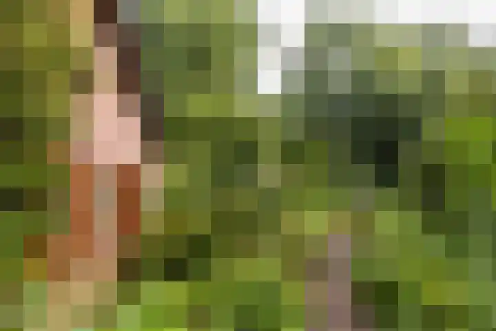 Fazantbos 10 Helvoirt thumbnail 30