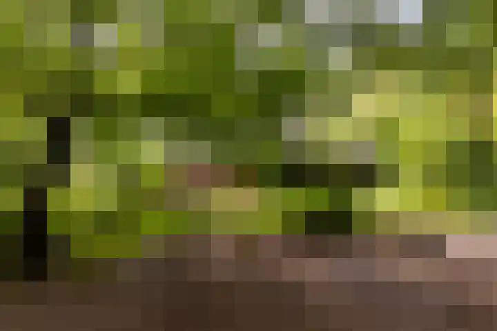Fazantbos 10 Helvoirt thumbnail 34