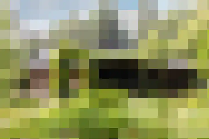 Fazantbos 10 Helvoirt thumbnail 35