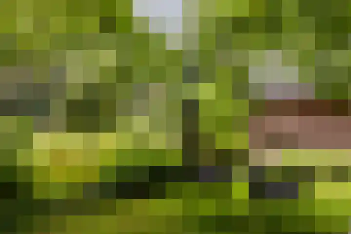 Fazantbos 10 Helvoirt thumbnail 36