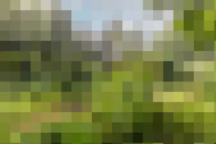 Fazantbos 10 Helvoirt thumbnail 37