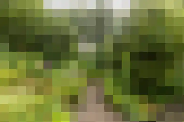 Fazantbos 10 Helvoirt thumbnail 38