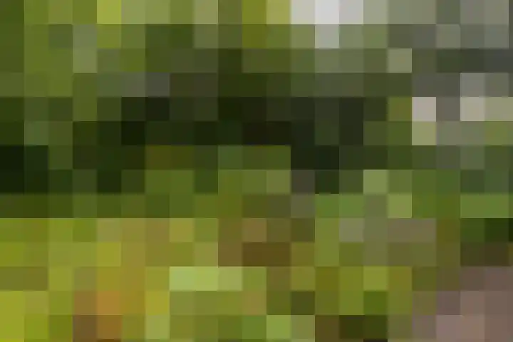 Fazantbos 10 Helvoirt thumbnail 39