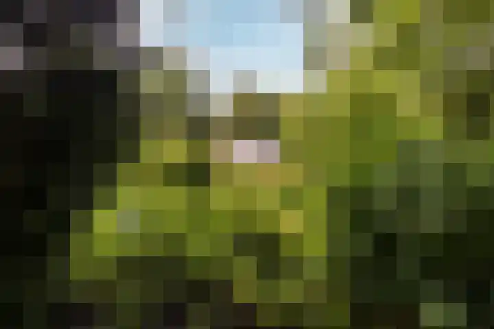Fazantbos 10 Helvoirt thumbnail 40