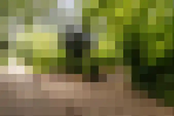 Fazantbos 10 Helvoirt thumbnail 6