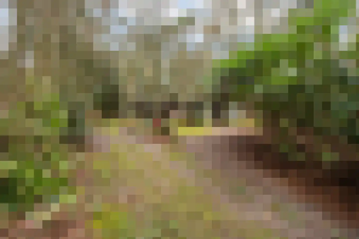 Fazantenbosweg 15 Dalfsen thumbnail 14