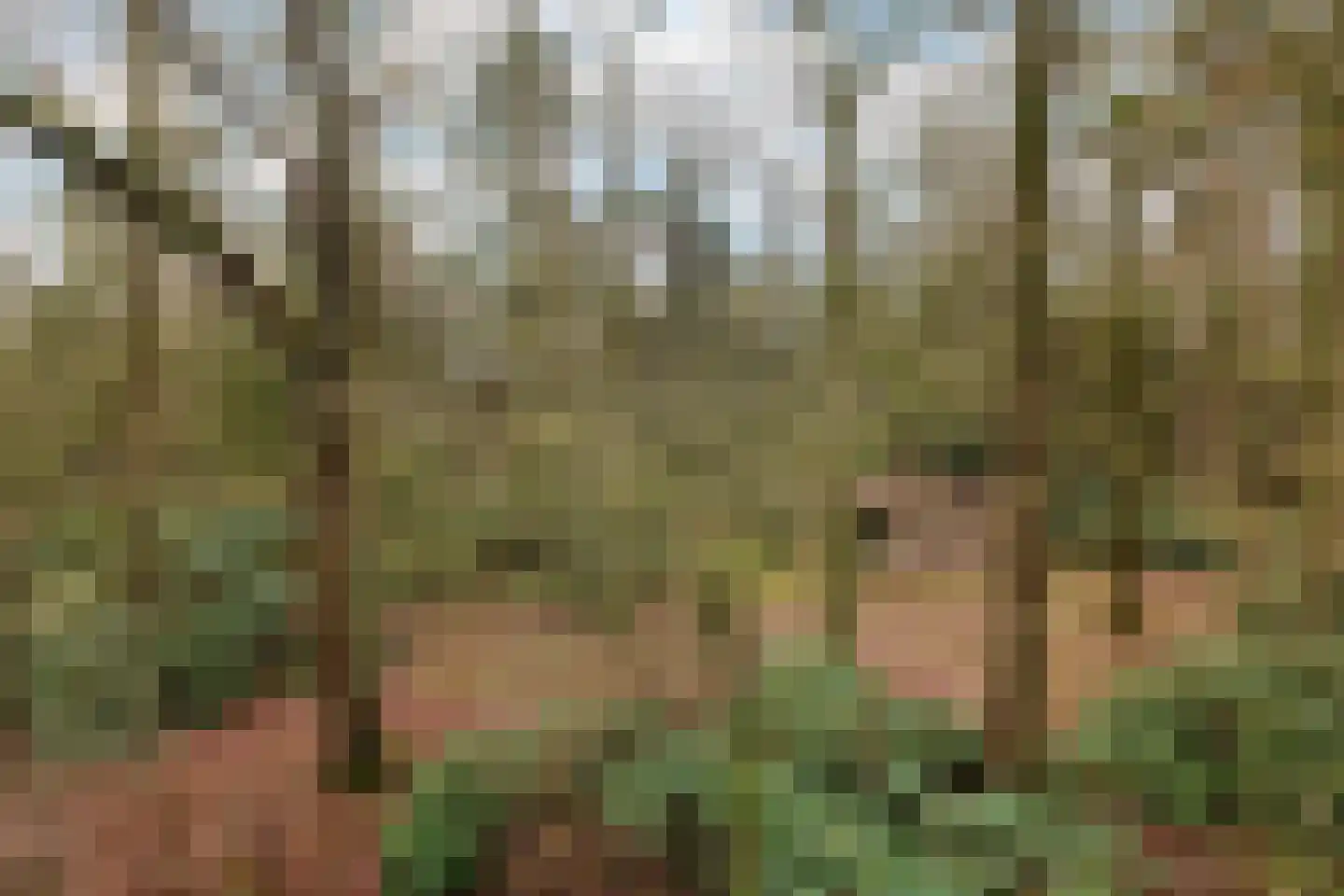 Fazantenbosweg 15 Dalfsen thumbnail 15