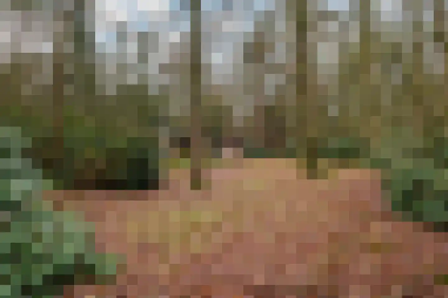 Fazantenbosweg 15 Dalfsen thumbnail 17