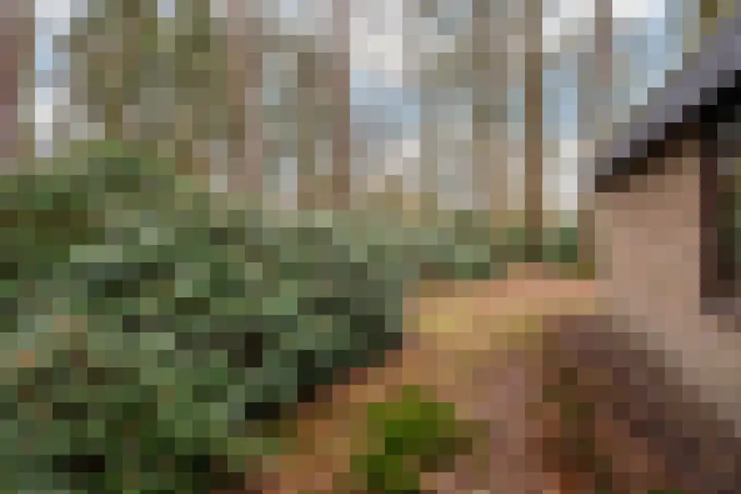 Fazantenbosweg 15 Dalfsen thumbnail 19