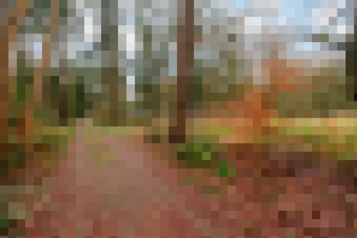 Fazantenbosweg 15 Dalfsen thumbnail 26