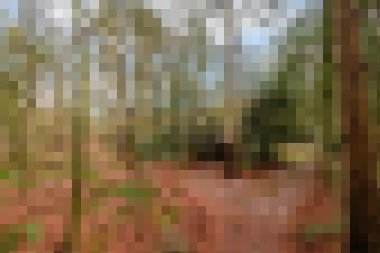 Fazantenbosweg 15 Dalfsen thumbnail 28