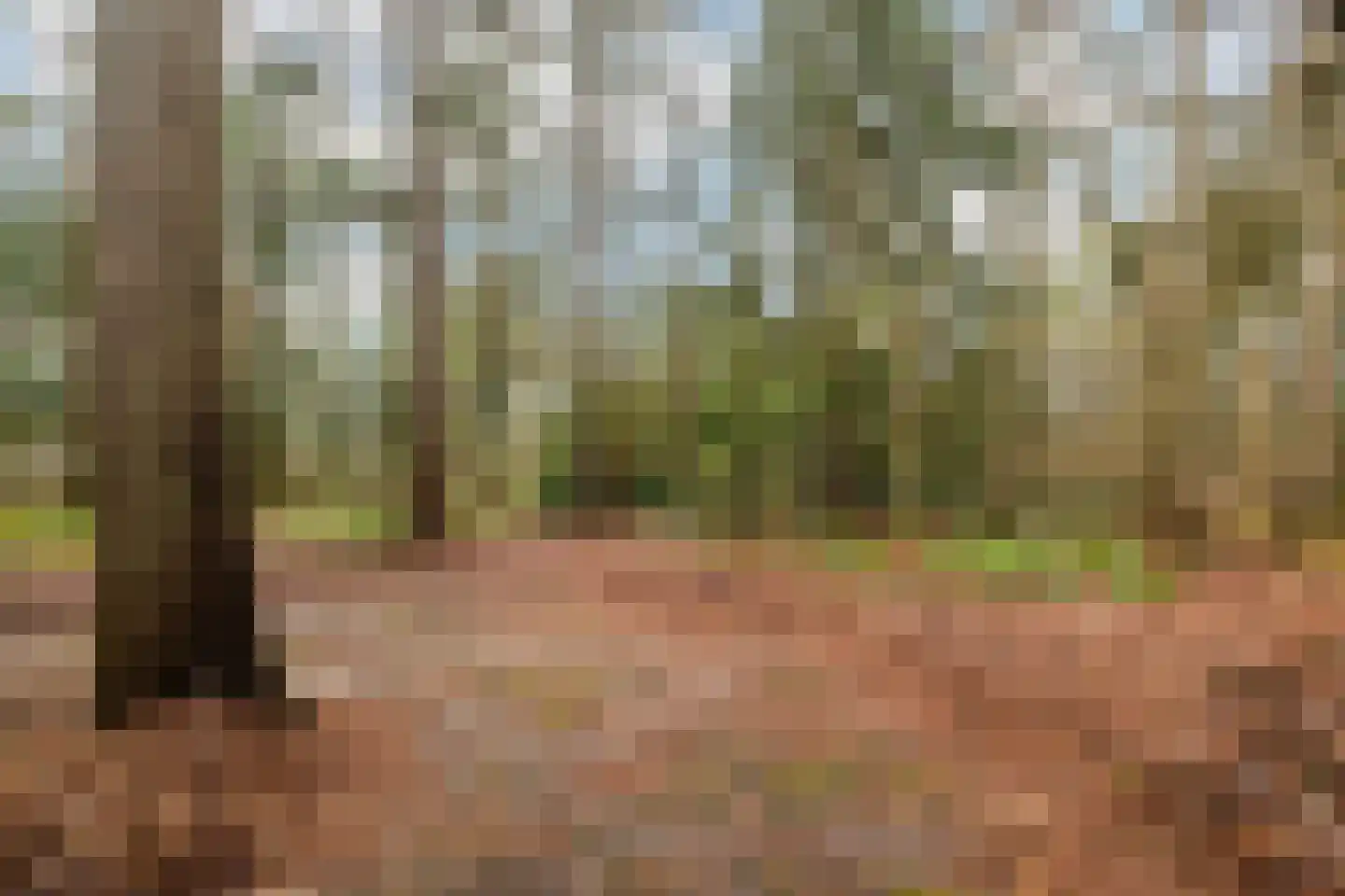 Fazantenbosweg 15 Dalfsen thumbnail 29