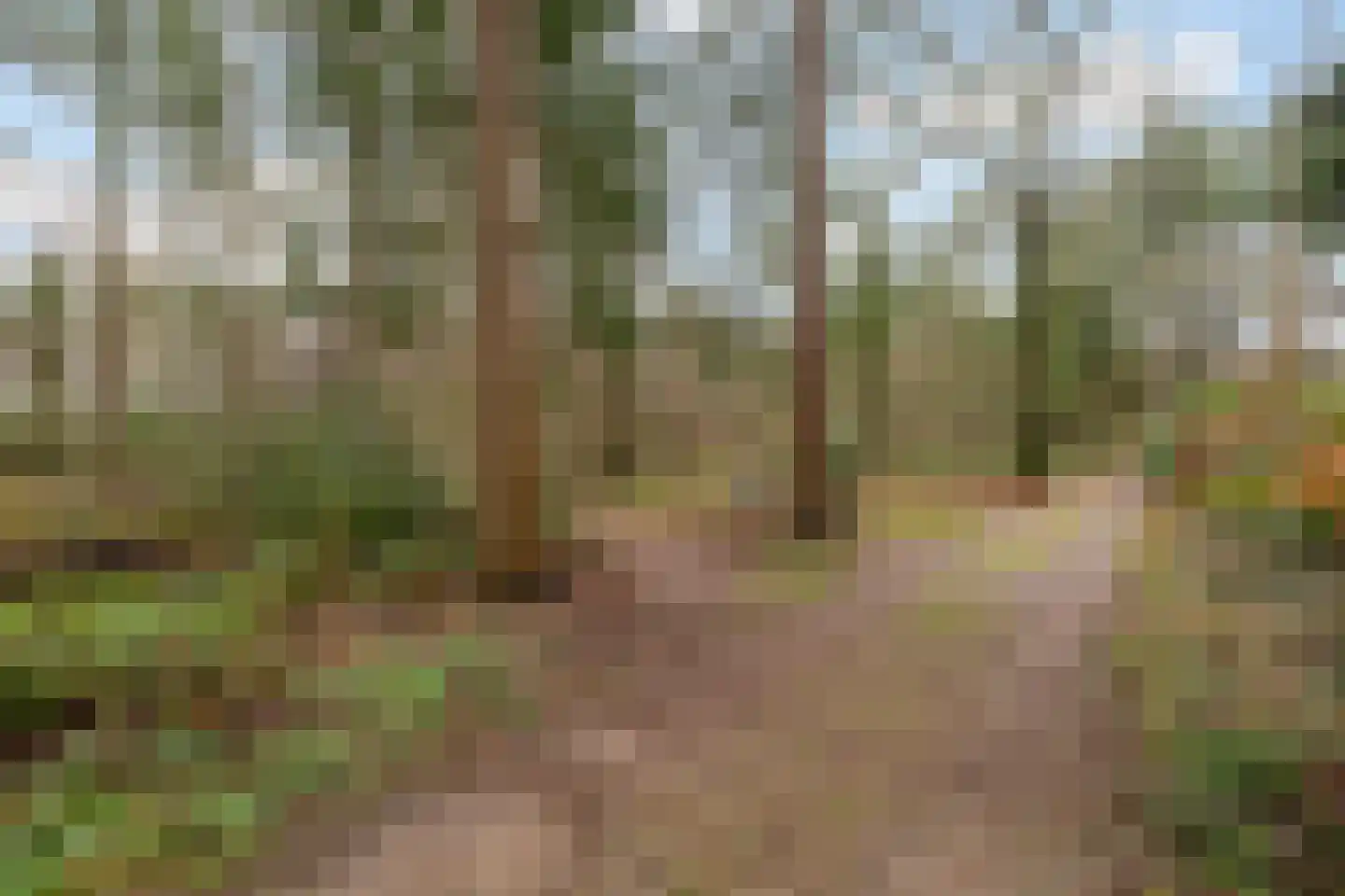Fazantenbosweg 15 Dalfsen thumbnail 30