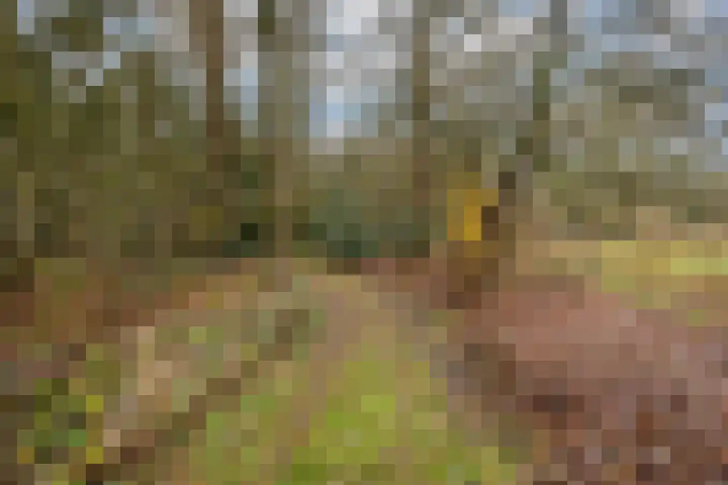 Fazantenbosweg 15 Dalfsen thumbnail 32