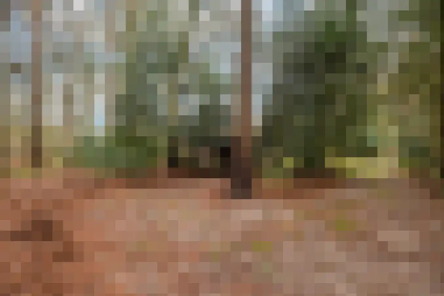 Fazantenbosweg 15 Dalfsen thumbnail 36