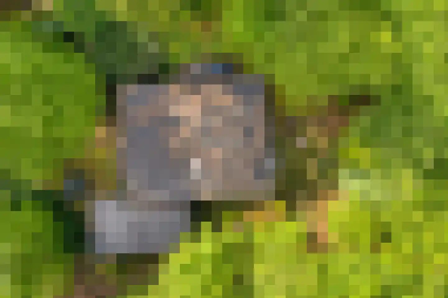 Fazantenbosweg 17 Dalfsen thumbnail 24